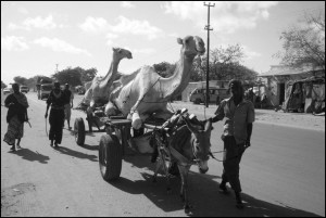 transport chameau